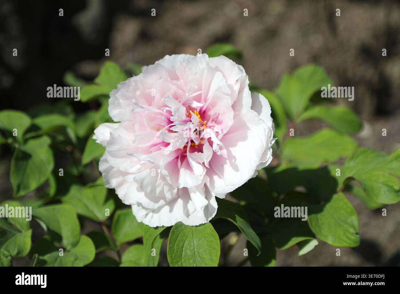 Peonies bloom in a Shanghai park during their optimal viewing period in ...