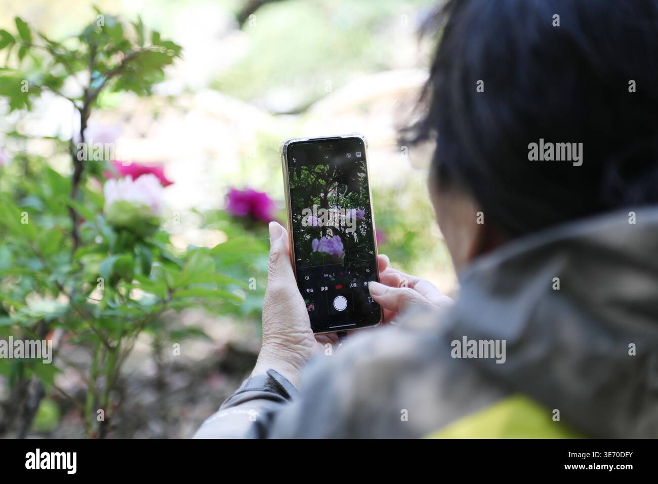 Peonies bloom in a Shanghai park during their optimal viewing period in ...