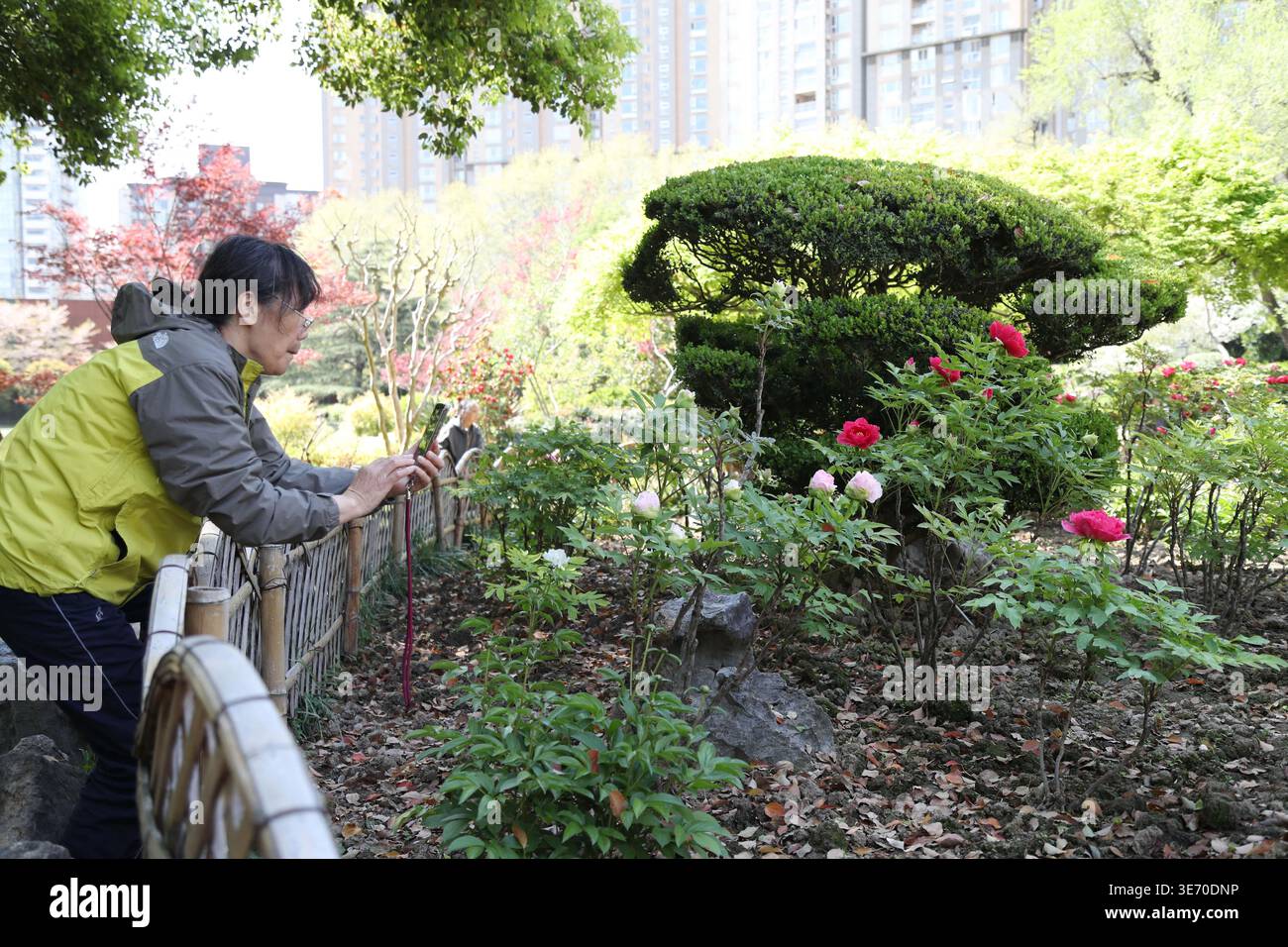 Peonies bloom in a Shanghai park during their optimal viewing period in ...