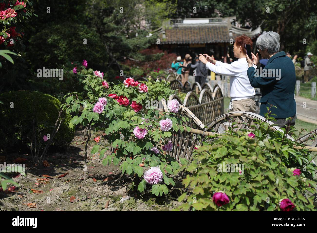 Peonies bloom in a Shanghai park during their optimal viewing period in ...