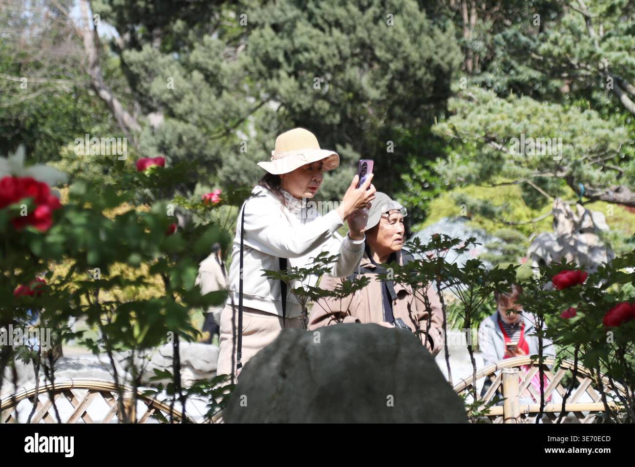 Peonies bloom in a Shanghai park during their optimal viewing period in ...