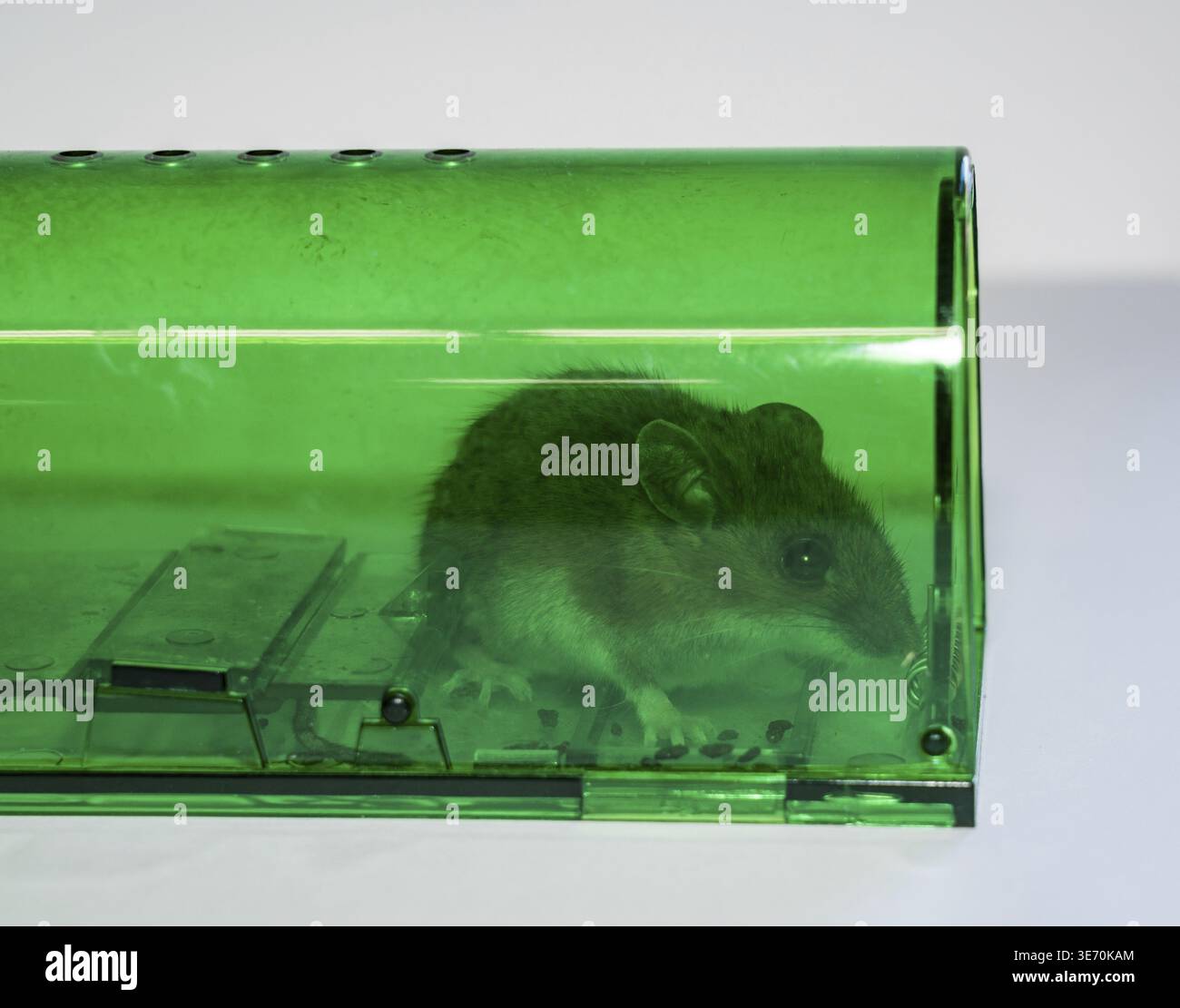 Green humane mousetrap with a captured field mouse Stock Photo