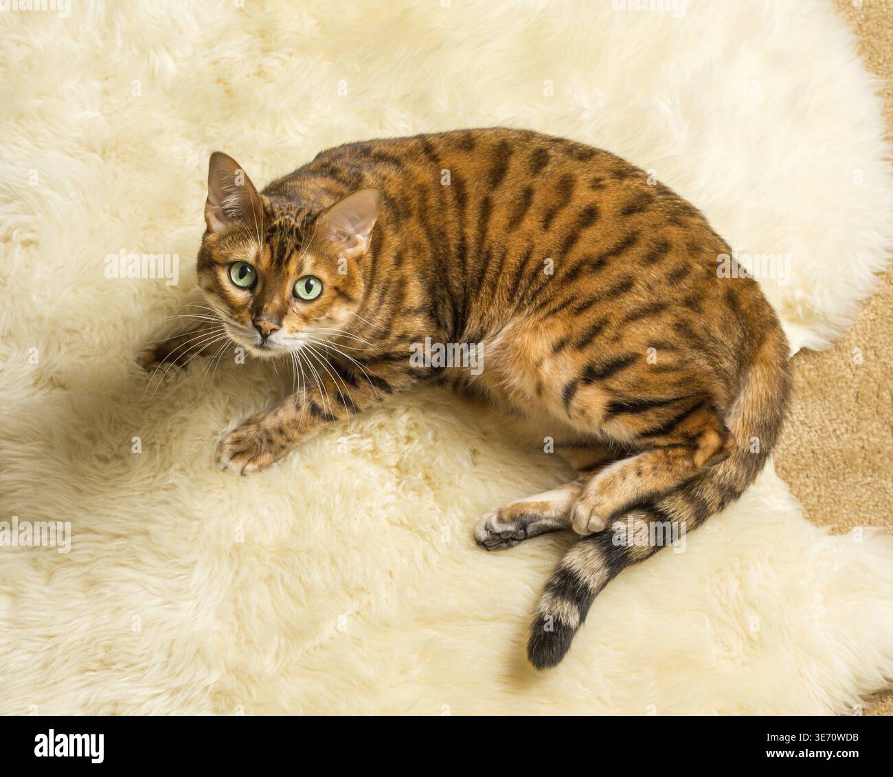 Orange and brown bengal kitten cat playing on a wool rug Stock Photo