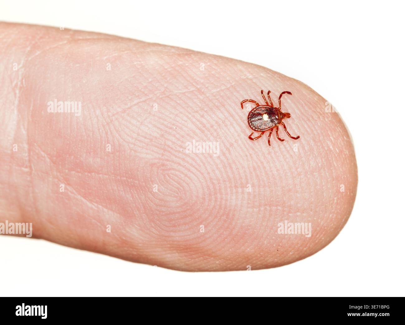 Close up of lone star or seed tick in macro on a male finger isolated on white Stock Photo