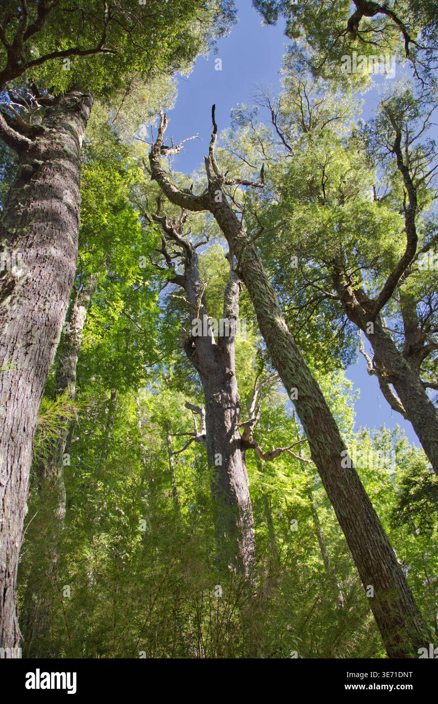 Tall Forest Trees Viewed From Below In A Chilean Park With Blue Sky Stock Photo
