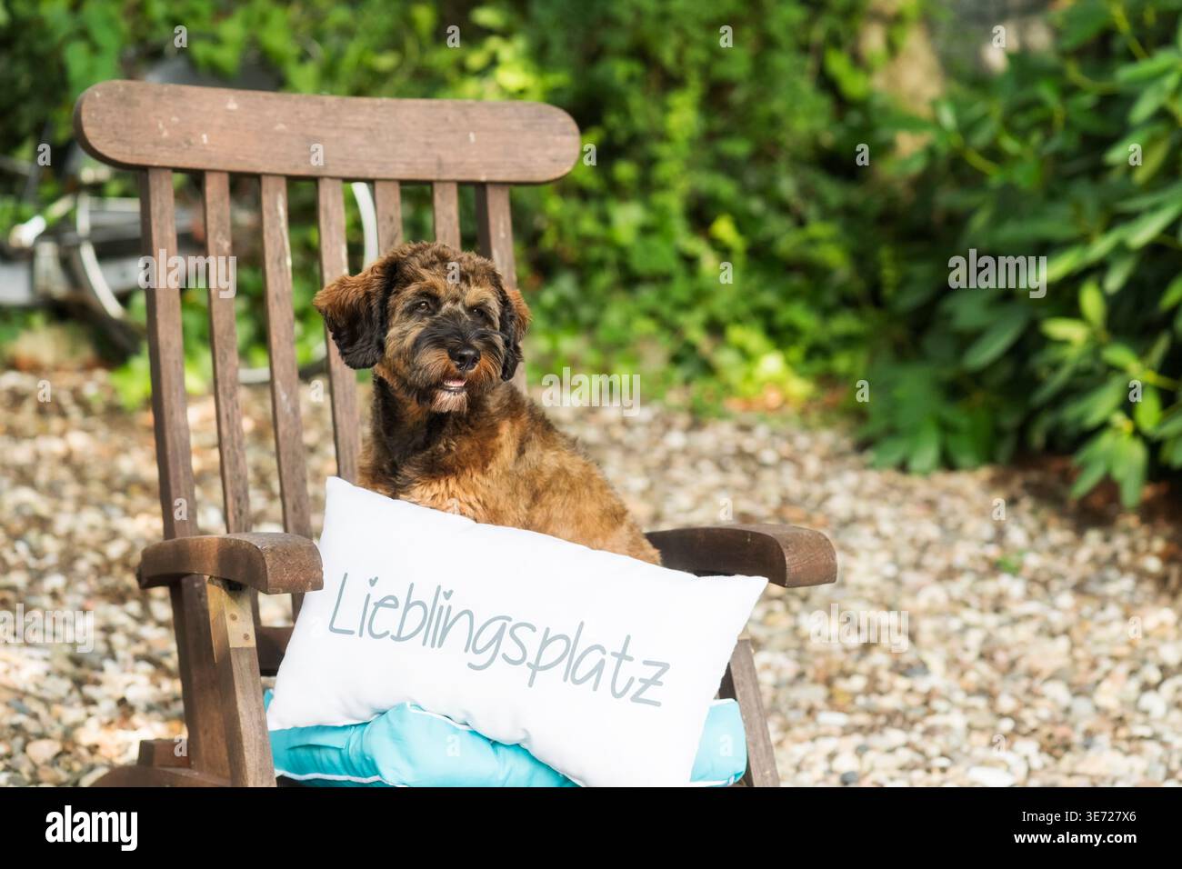 Portrait of a Cockapoo at home in the garden Stock Photo