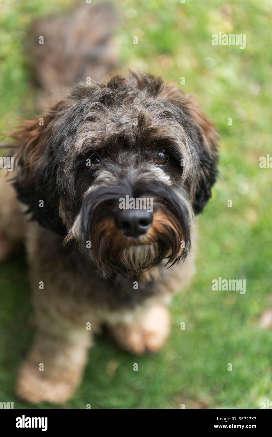 Portrait of a Cockapoo Stock Photo
