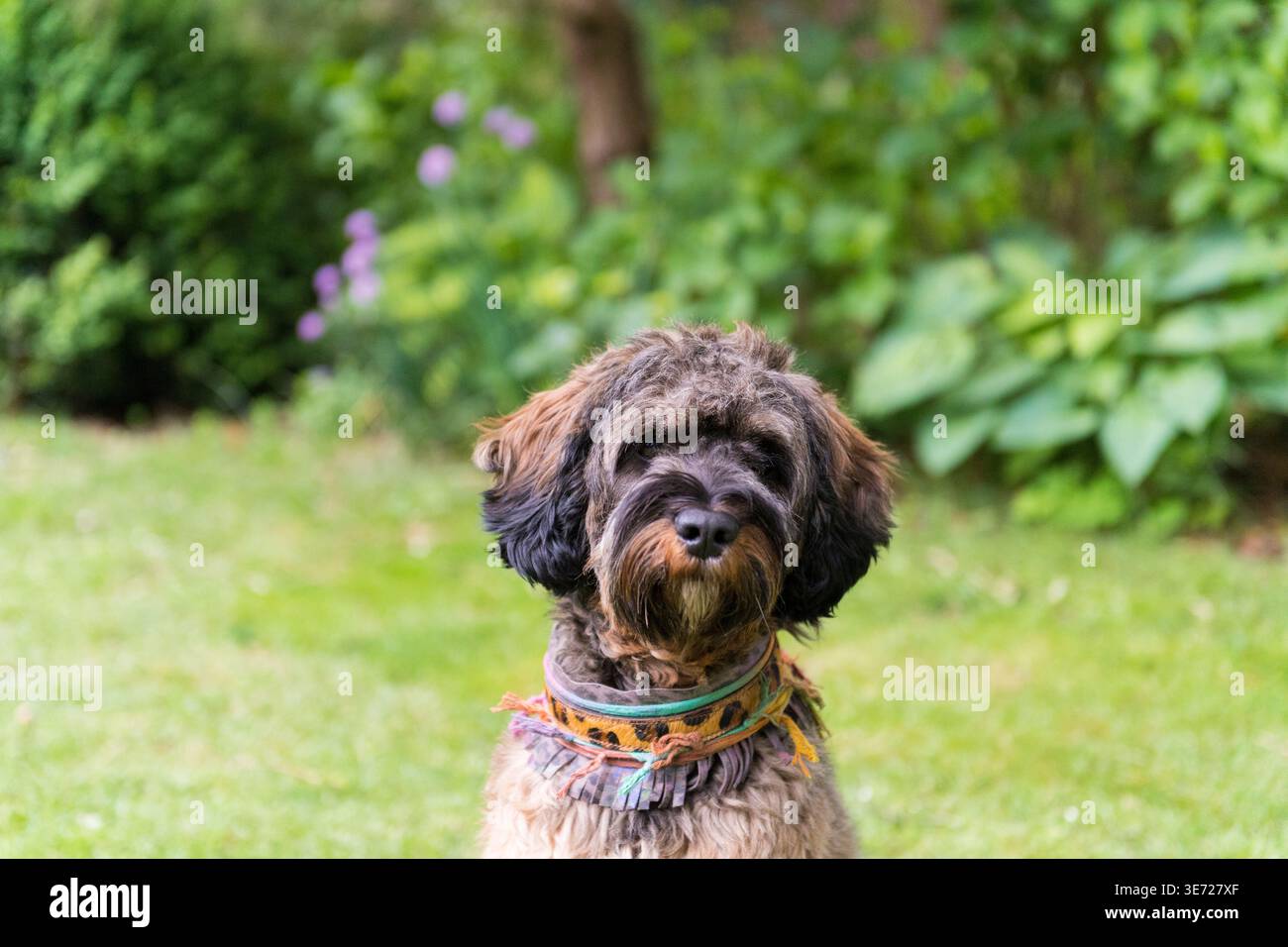 Portrait of a Cockapoo at home in the garden Stock Photo