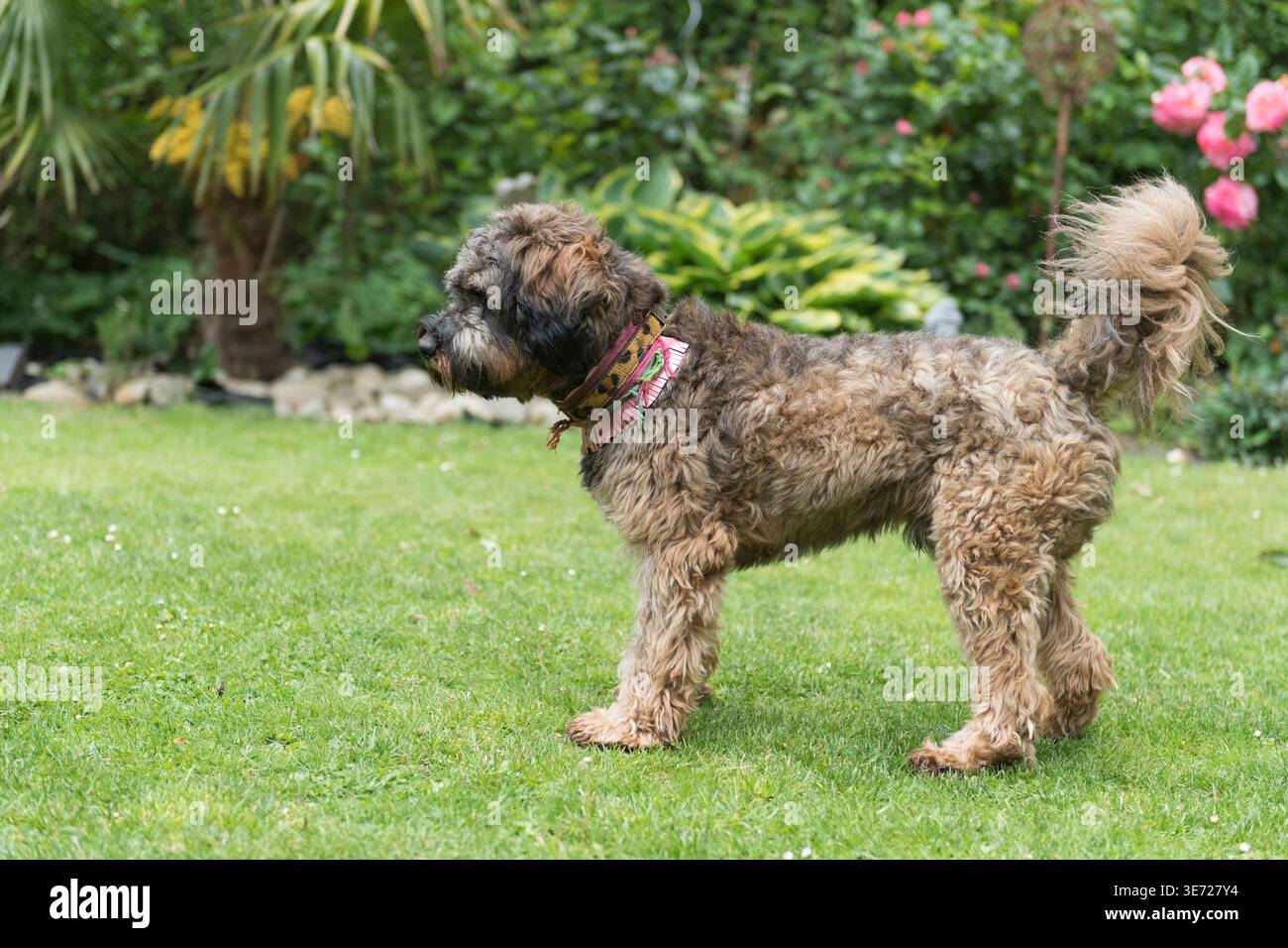 Cockapoo at home in the garden Stock Photo