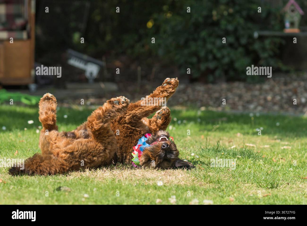 Cockapoo has fun in the sunny garden Stock Photo