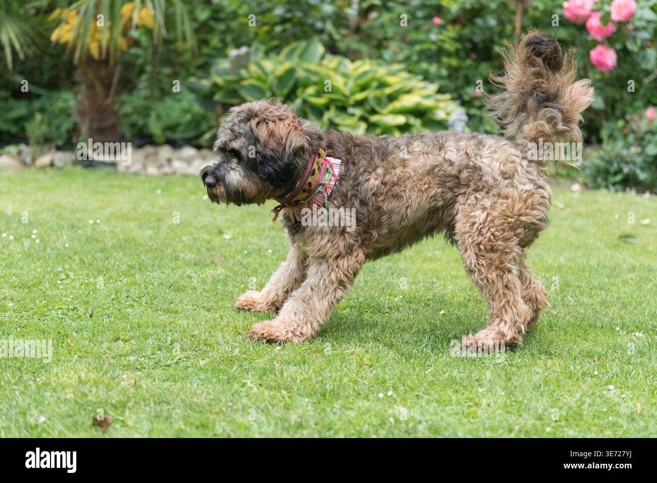 Cockapoo at home in the garden Stock Photo