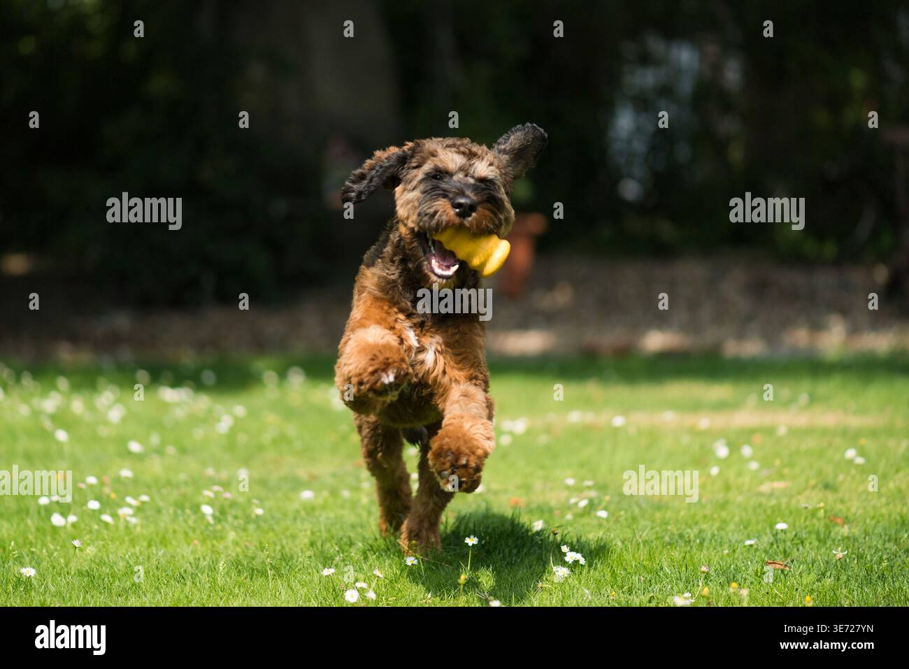 Cockapoo has fun in the sunny garden Stock Photo
