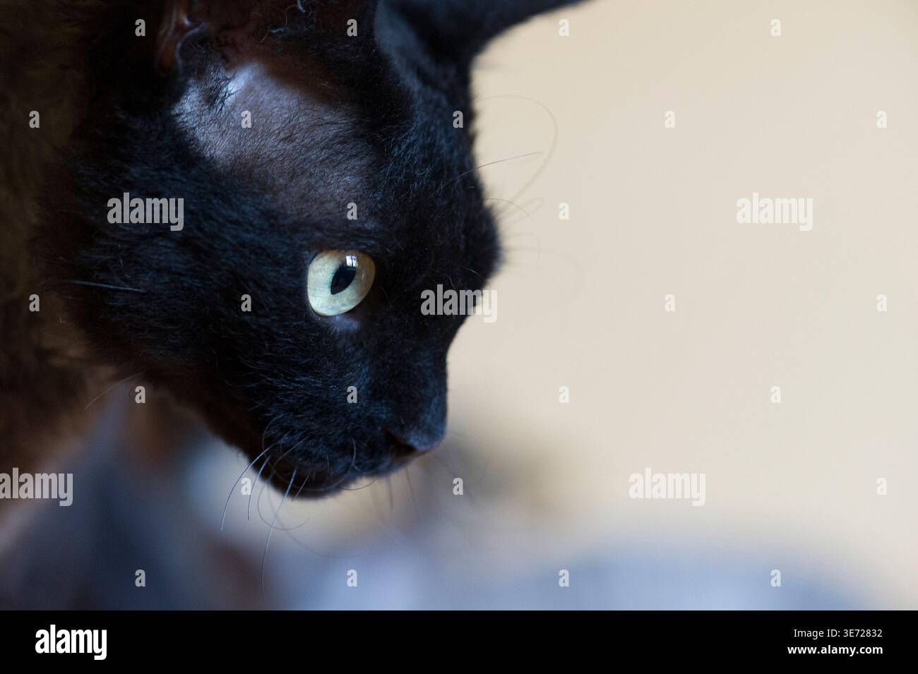Portrait of a black Devon Rex cat Stock Photo