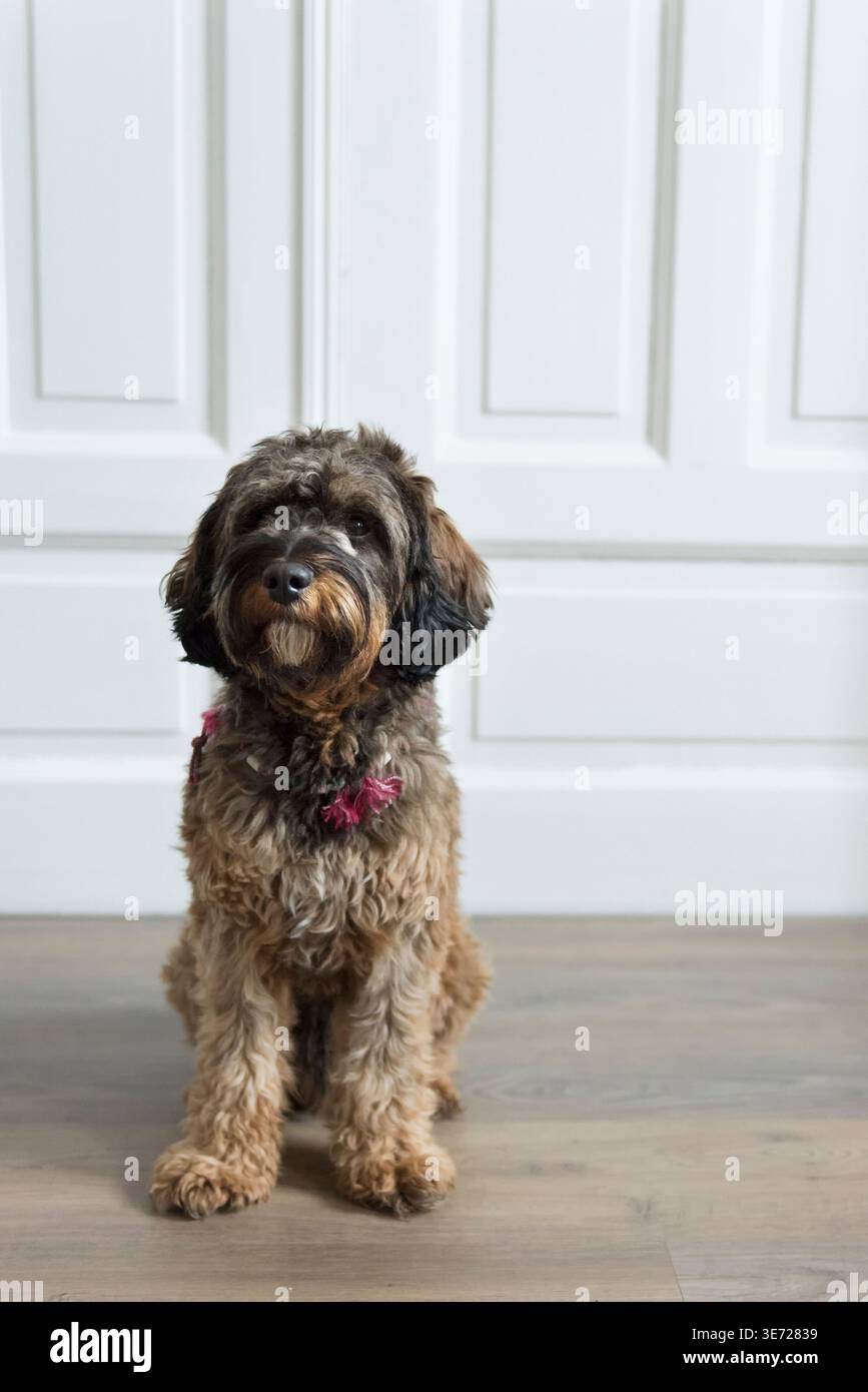 Portrait of a Cockapoo Stock Photo