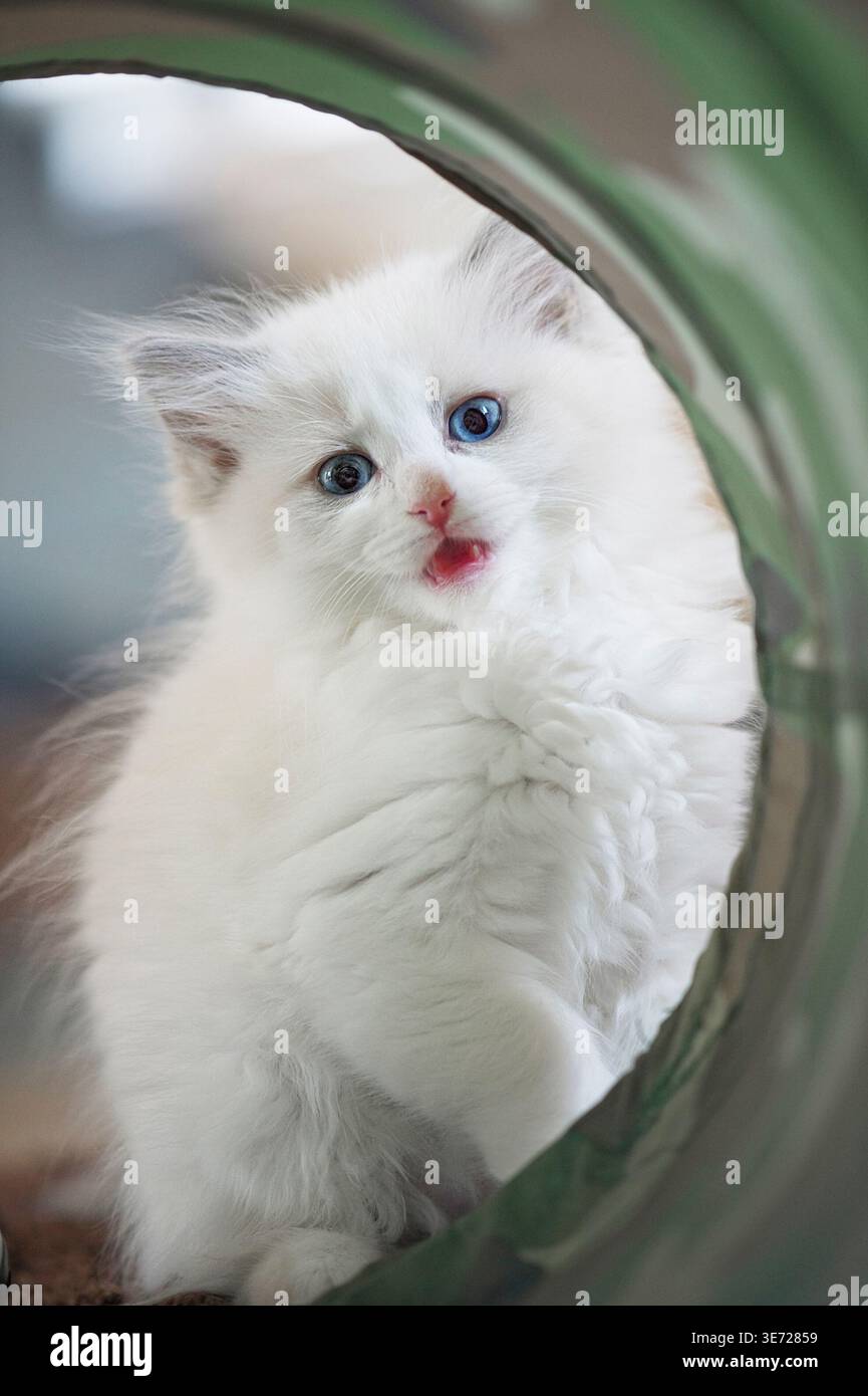 Curious Ragdoll kitten in a play tunnel Stock Photo