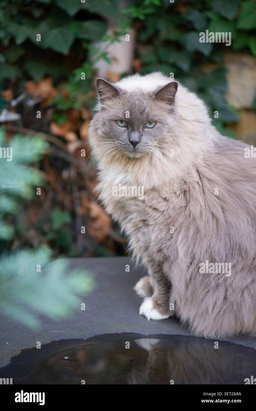 Ragdoll cat on the terrace Stock Photo