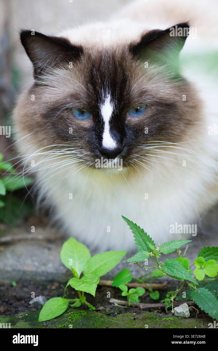 Ragdoll cat at home on the terrace Stock Photo