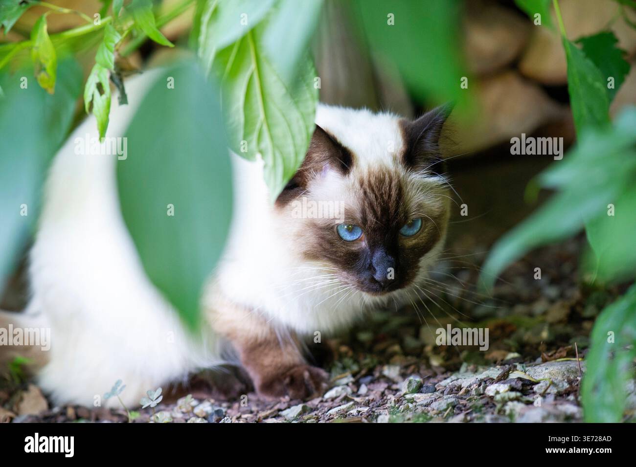 Ragdoll cat at home on the terrace Stock Photo