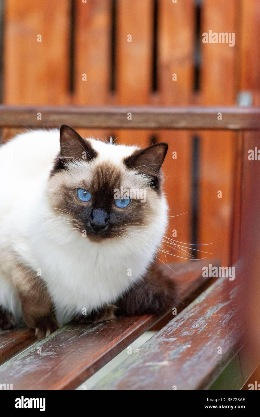 Ragdoll cat on the terrace Stock Photo