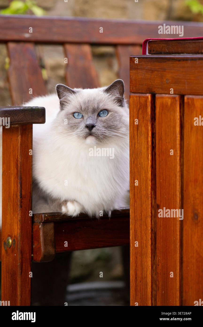 Ragdoll cat on the terrace Stock Photo
