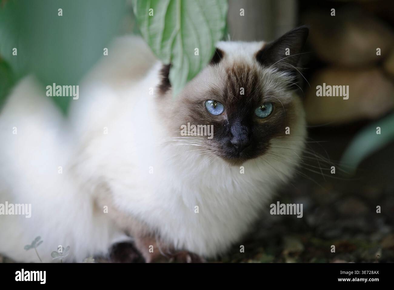 Ragdoll cat at home on the terrace Stock Photo
