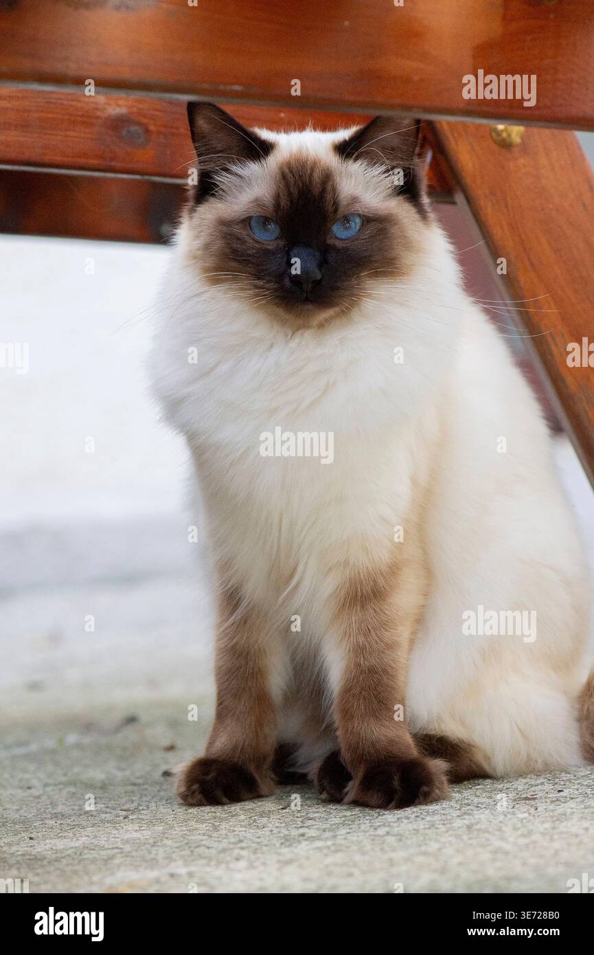 Ragdoll cat on the terrace Stock Photo