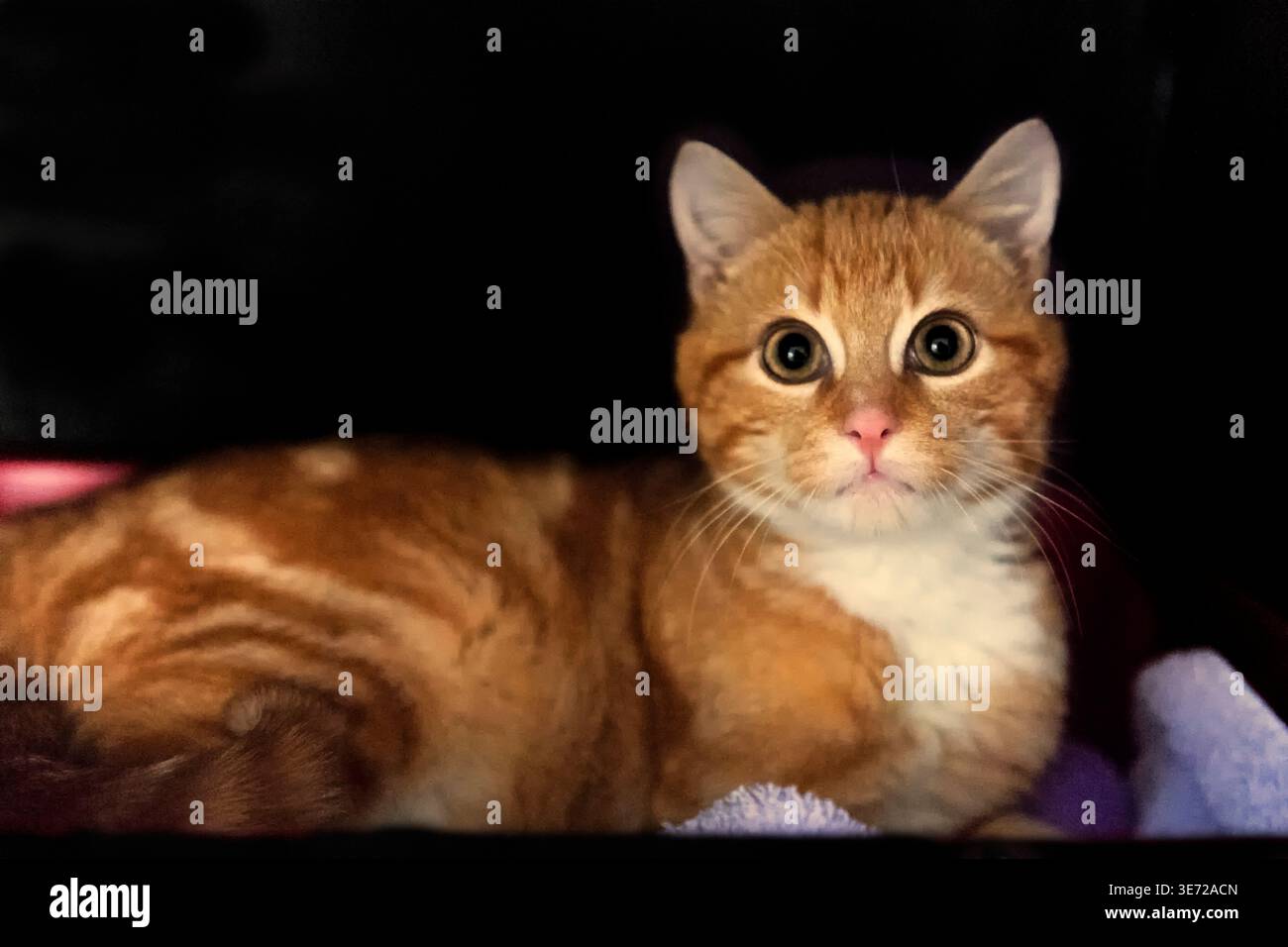 Young lying red tabby tomcat Stock Photo