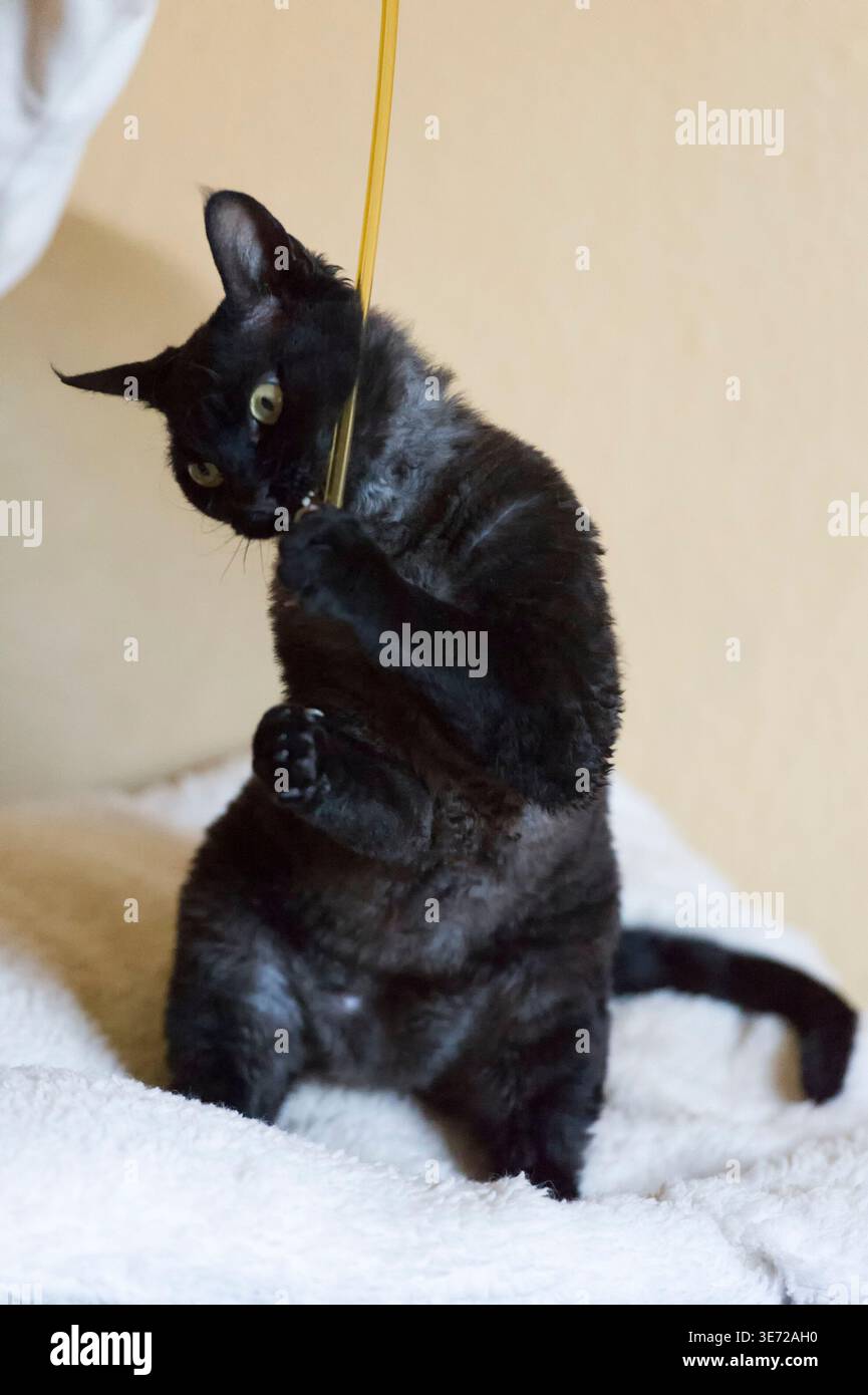 Playtime for a Devon Rex cat Stock Photo