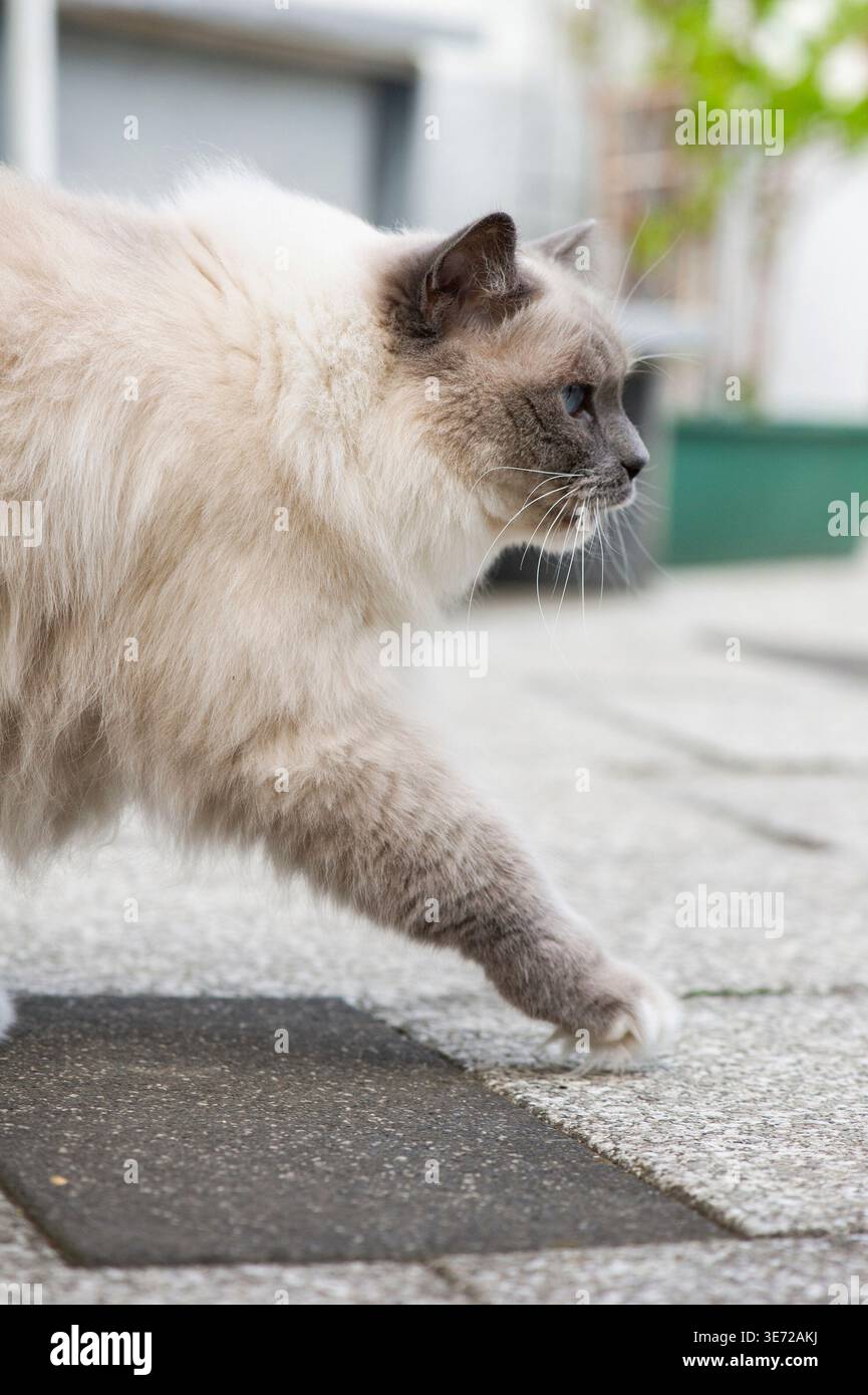 Ragdoll cat on the terrace Stock Photo