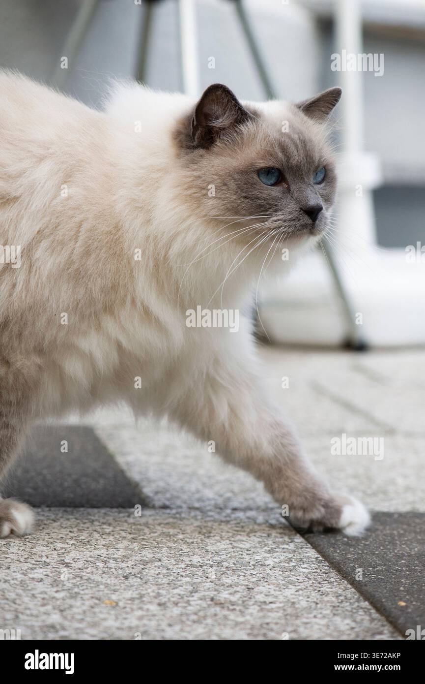 Ragdoll cat on the terrace Stock Photo