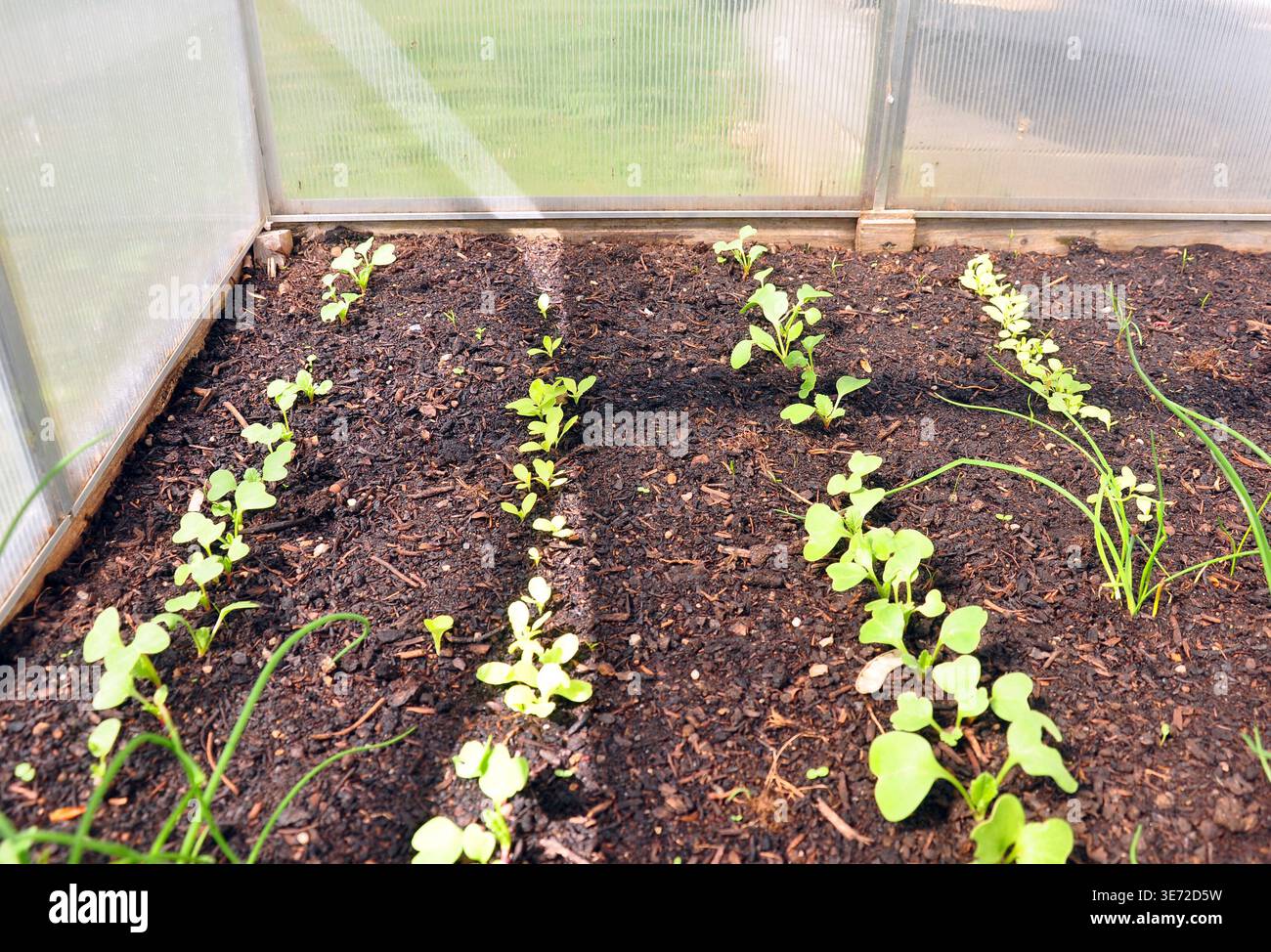 Young plants in a cold frame Stock Photo