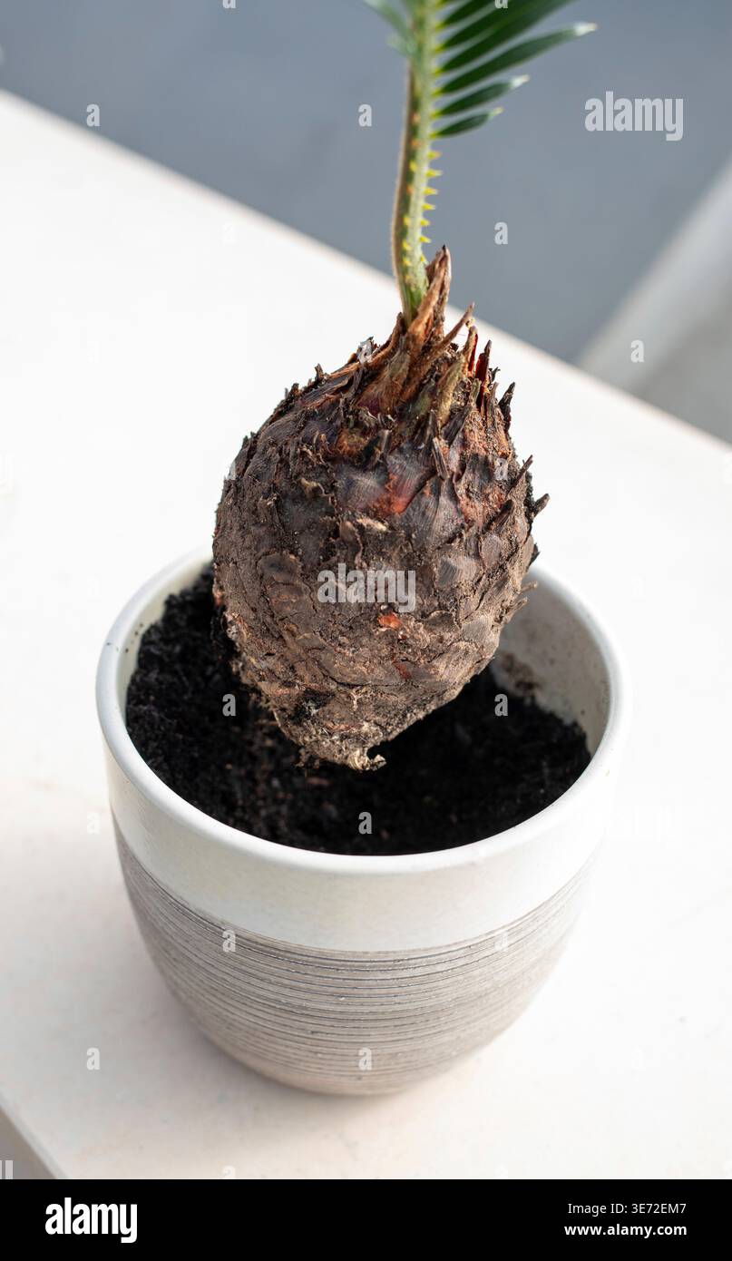 Cycas sago palm caudex carefully lifted from a white pot, showing the root  ball partially out of the dark soil during a repotting operation Stock  Photo - Alamy