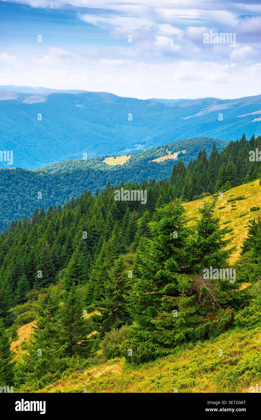 hillside of carpathian mountain range with coniferous forest and grassy meadow. beautiful summer landscape of ukraine alps under cloudy sky. wonderful Stock Photo