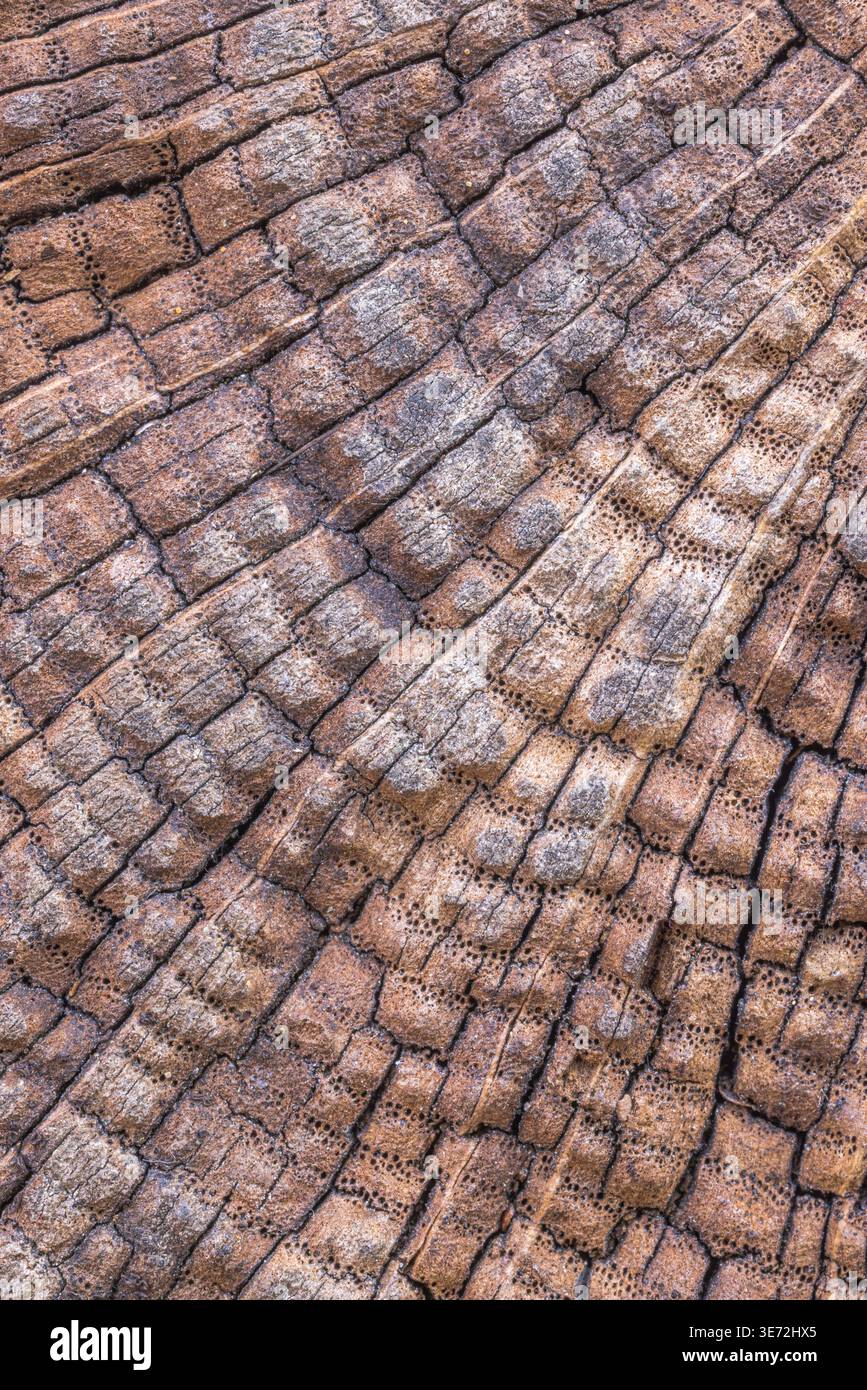 Wooden background, close-up, full frame Stock Photo