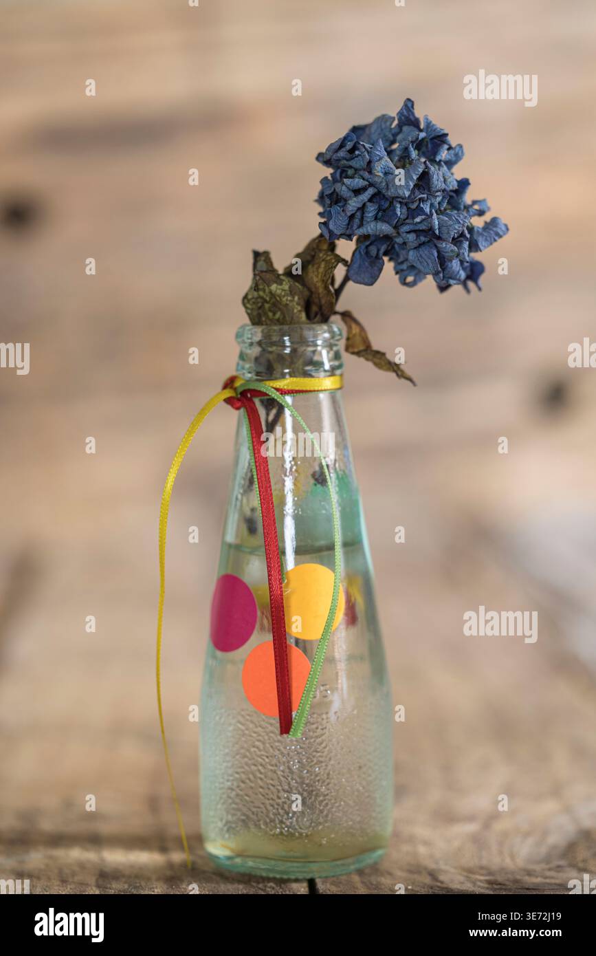 Hydrangea blossom, wilted, still life Stock Photo