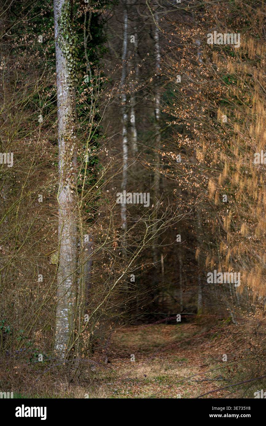 Forest in spring, path, view into the forest Stock Photo