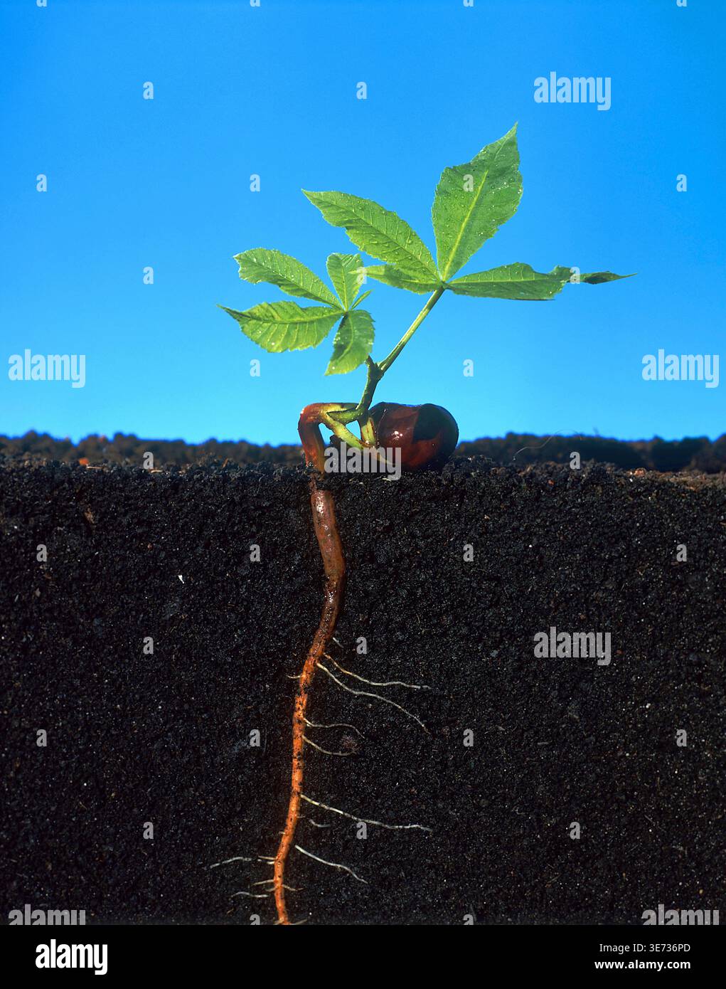 Chestnut Roots Chestnut, horse chestnut, seedling, sprouting, soil cross-section, soil ...