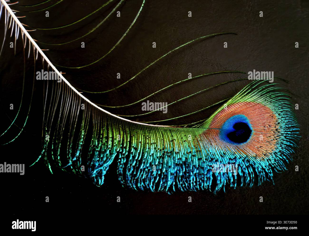 Peacock Feather Stock Photo