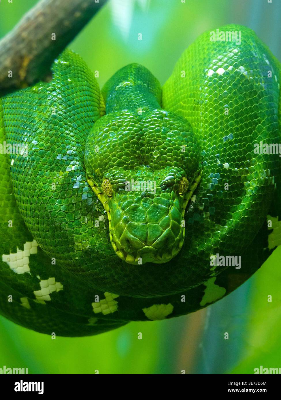 Emerald Tree Boa (Corallus caninus) Stock Photo