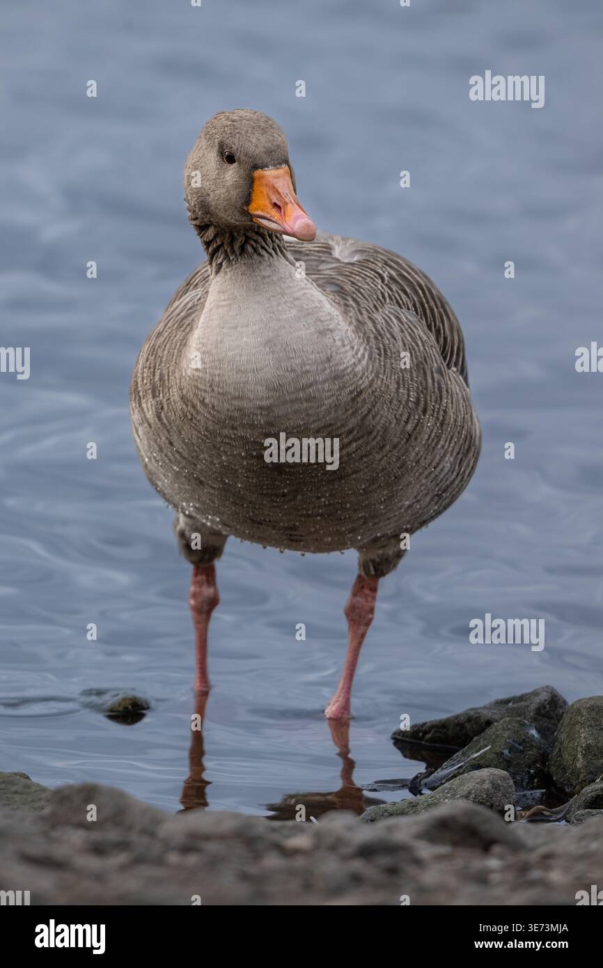 Large grey goose hi-res stock photography and images - Alamy