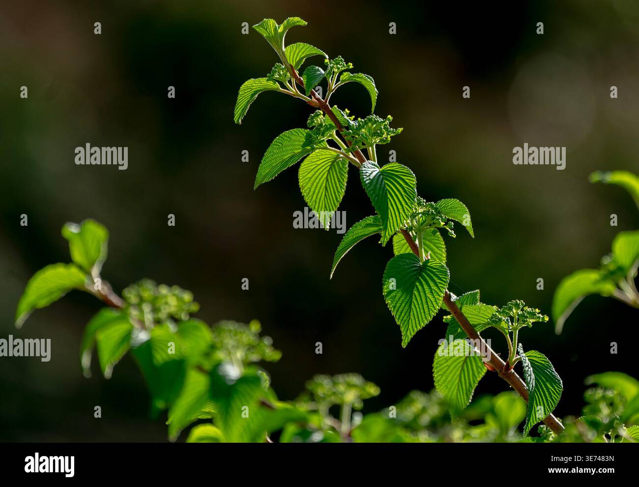 Rounded floral clusters hi-res stock photography and images - Alamy