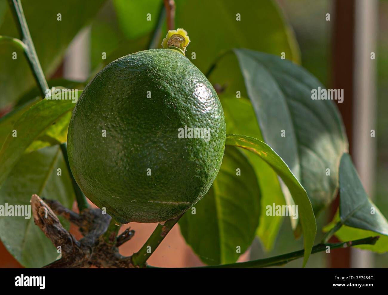 A young citrus fruit on a minature tree Stock Photo