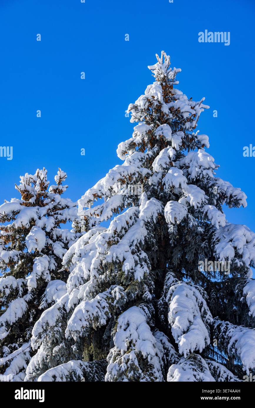 Snow covered pine trees against blue sky Stock Photo
