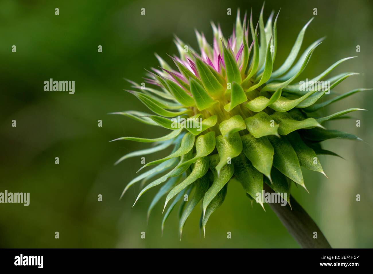 Musk thistle (Carduus nutans), developing flower bud with hints of pink purple at top, wild thistle in meadow, soft green nature background, Greece. Stock Photo