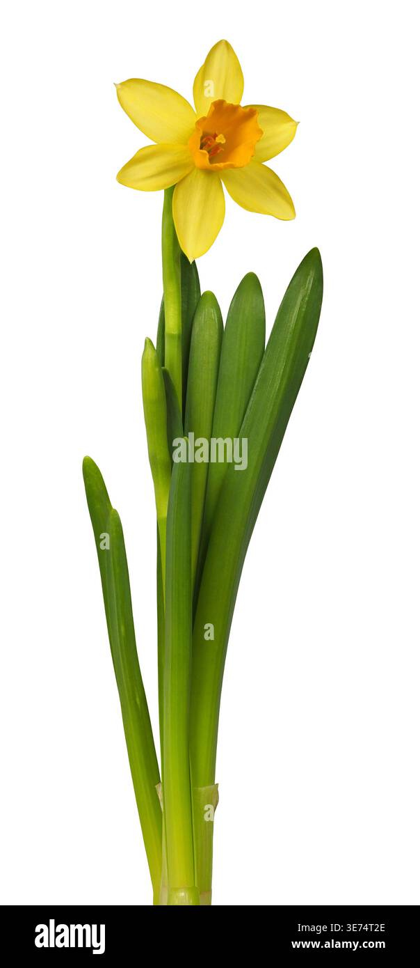 Single yellow daffodil flower isolated on white background Stock Photo