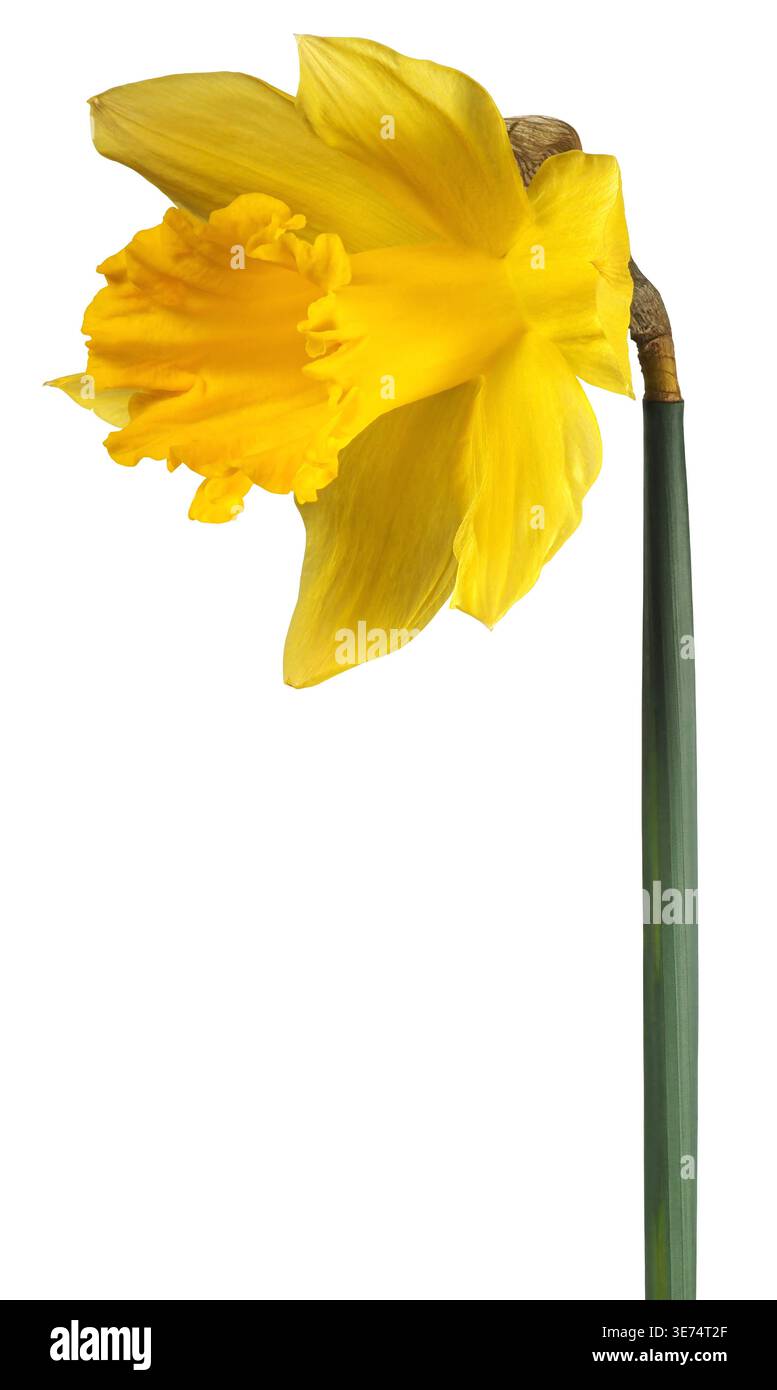 Single yellow daffodil flower isolated on white background Stock Photo