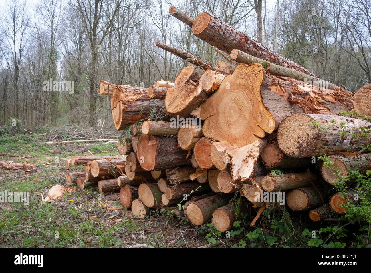 Felled trees in a pile in a Worcestershire woodland ready to be recycled. Stock Photo