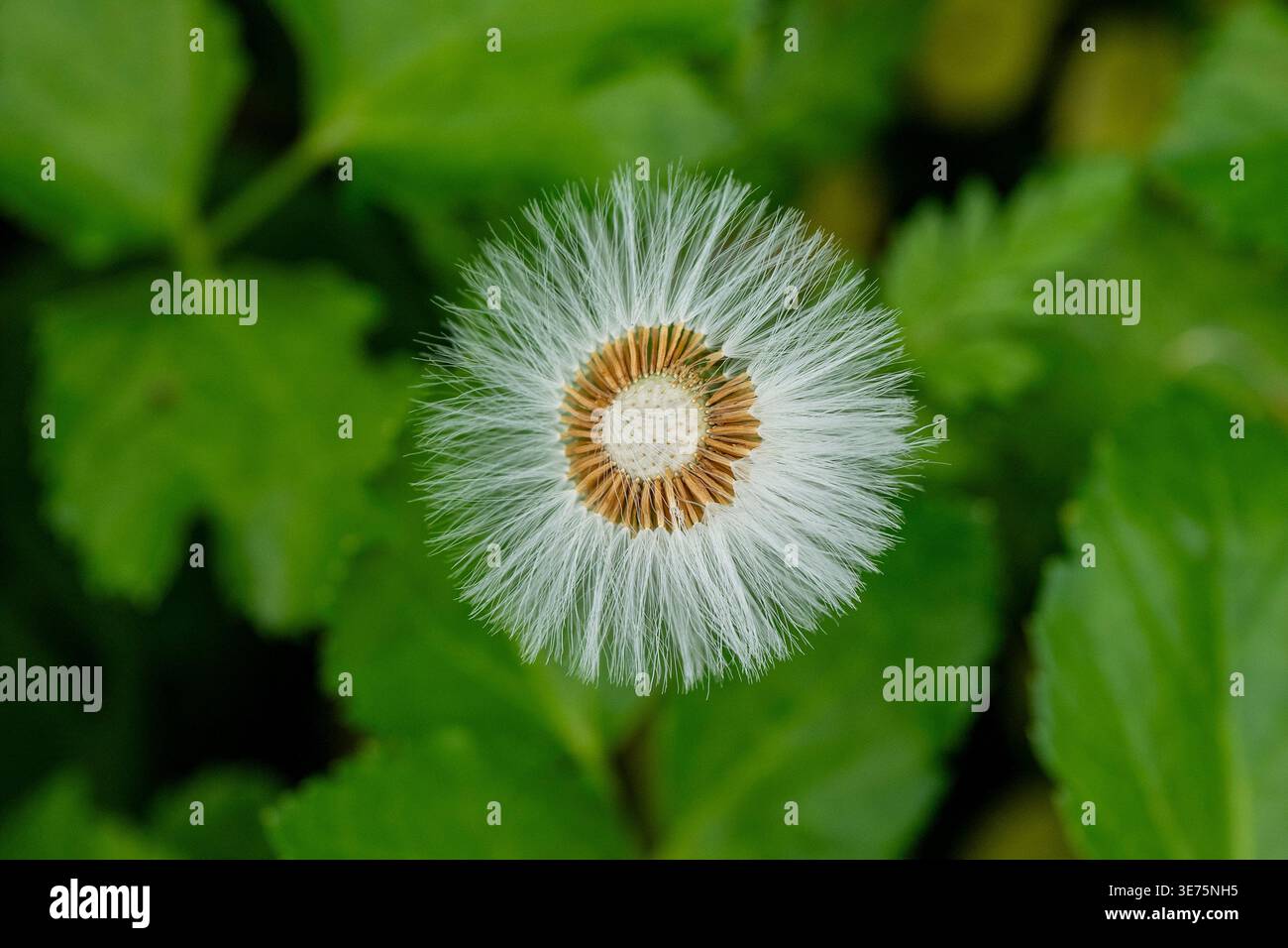 Dandelion (Taraxacum officinale) seed head close-up Stock Photo