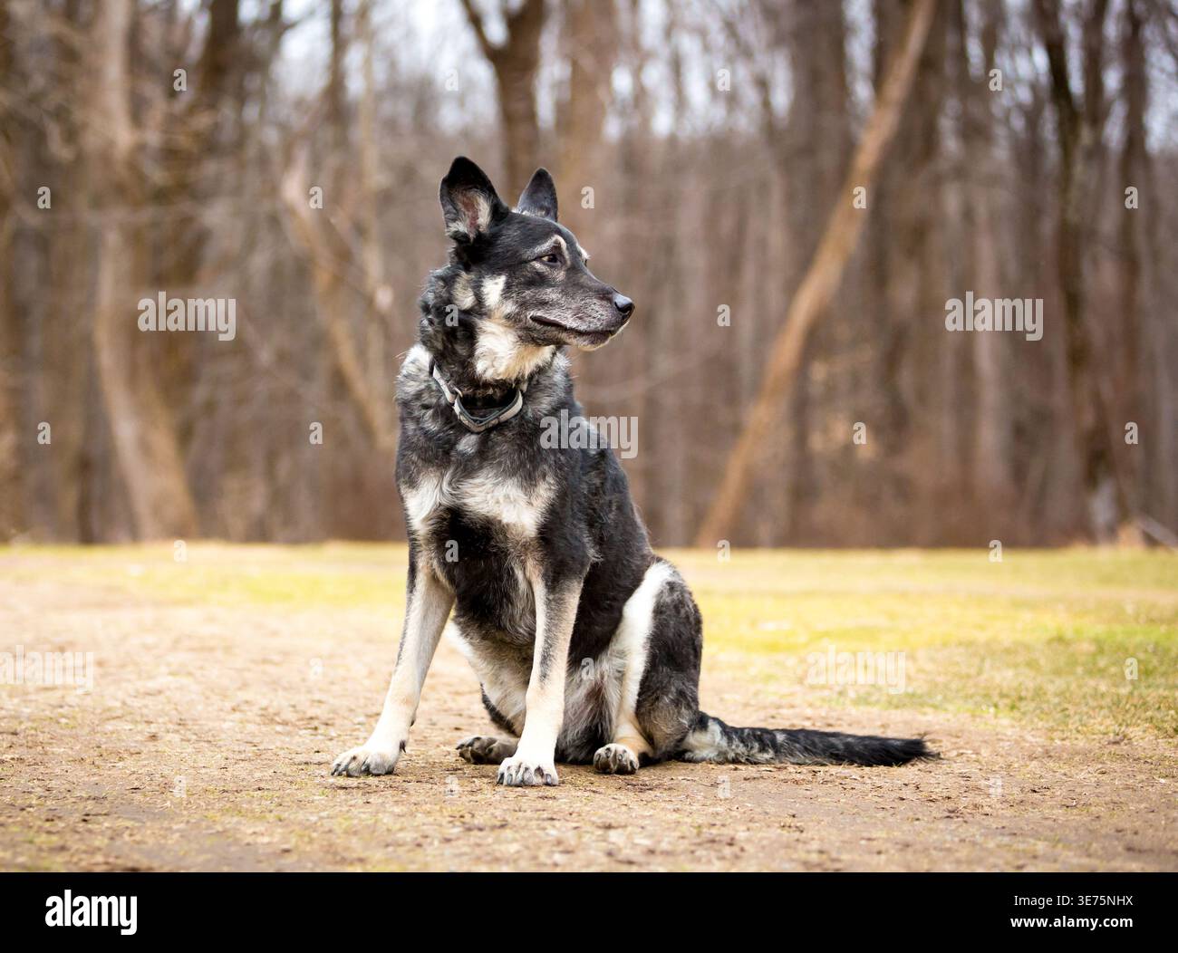 A German Shepherd dog sitting outdoors, looking away Stock Photo