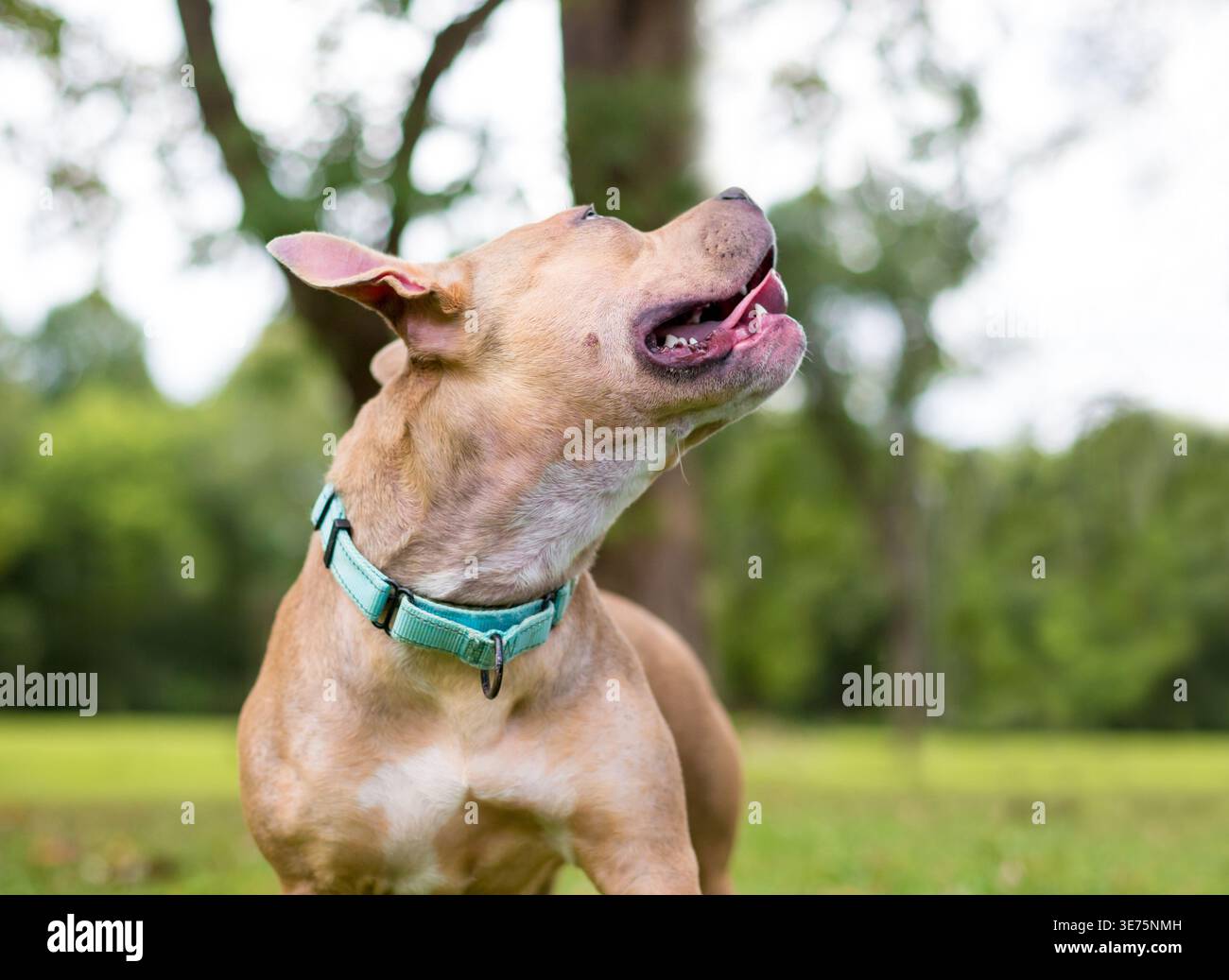 A happy Pit Bull Terrier mixed breed dog outdoors panting and looking to the side Stock Photo